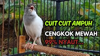 Download Lagu KENARI GACOR  Cuit CUIT BIRAHI SUARA Kenari MASTERAN TERBAIK UNTUK PANCINGAN \u0026 MASTERAN Kenari PAUD MP3