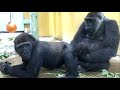 ('19/8/11)ゲンタロウとキンタロウ 6⭐️ゴリラ【京都市動物園】Gorilla Brothers Gentaro & Kintaro 6