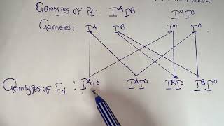 Biology P2 2017 Exam on Genetics