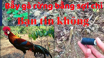 Bẫy gà rừng, bằng sợi chỉ nhanh và hiệu quả
