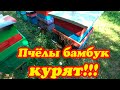 ЗАЕХАЛИ НА ТОЧЁК №1, А ТАМ ПЧЁЛЫ ОТДЫХАЮТ.