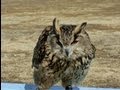 アイデンティティ ツヅリ・ヅクリ 20130210 Eagle Owl