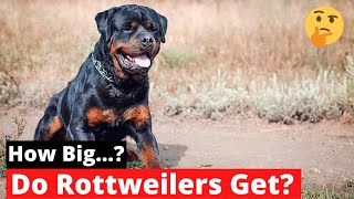 Top 20+ how big do rottweilers get