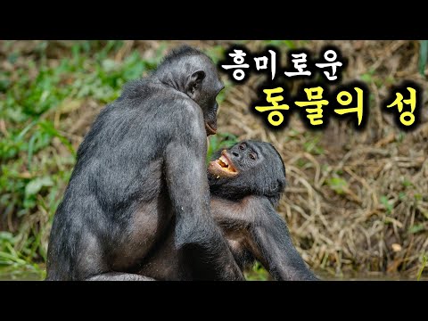 흥미로운 동물들의 사랑 방식