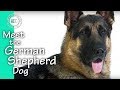 Meet The German Shepherd Dog