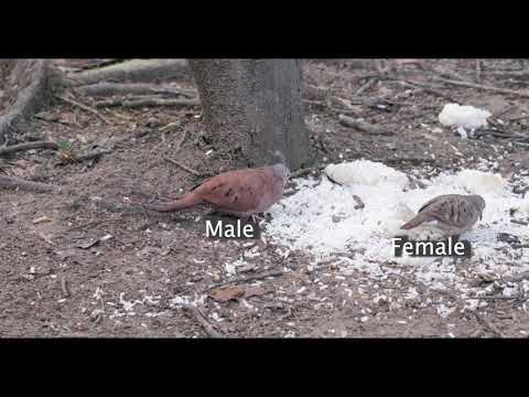 Ruddy Ground-Dove (Columbina