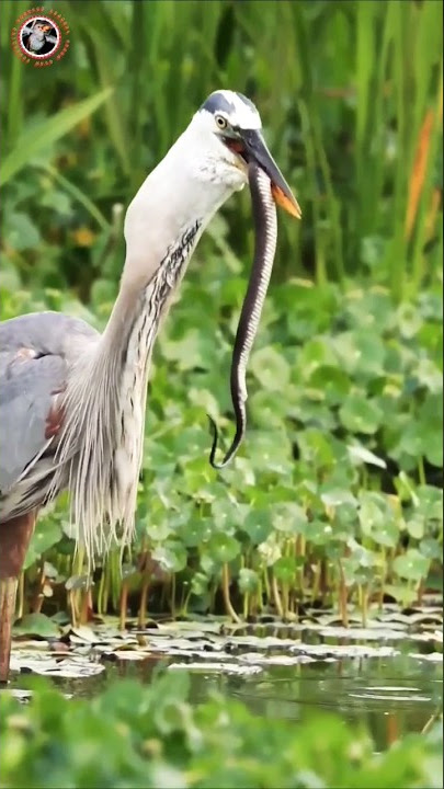 Burung Bangau Predator yang sangat Mengerikan #shorts #short #shortsfeed #shortvideo #shortsviral