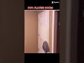 Pov : playing doors #doors
