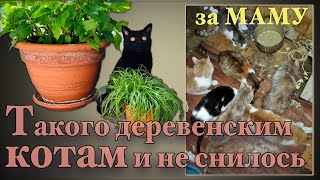 Такого деревенским котам и не снилось! за МАМУ.