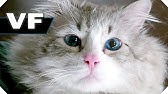 Ma Vie De Chat Tous Les Extraits Du Film Kevin Spacey Comedie 16 Youtube