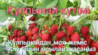 ҚҰЛПЫНАЙ КҮТІМІ👍👍👍 ҚҰЛПЫНАЙДАН МОЛ ЖЕМІС АЛУ. ҚҰЛПЫНАЙ КҮТІМІ