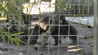 Anteater baby on Moms Back (Late Dec. 2012)