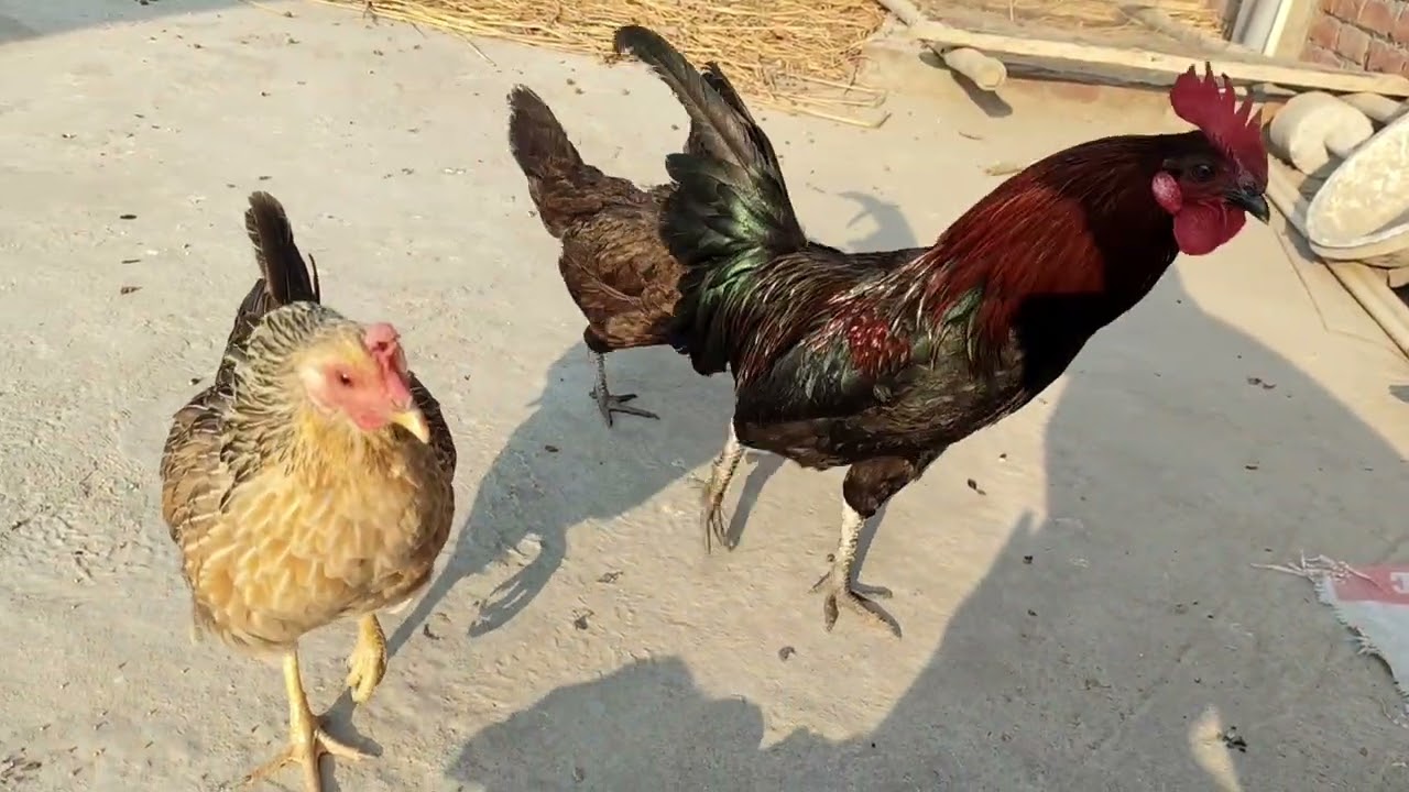 New feeding vlogs video murga aur murgi ko kya khilayen desi gharelu ju 