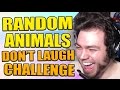 RANDOM ANIMALS DON'T LAUGH CHALLENGE