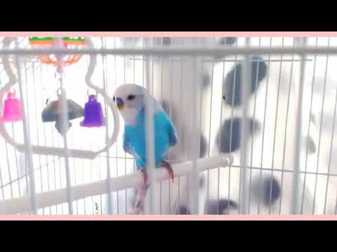 Что делать если волнистый попугай чихает?//Как лечить?/Parrot Show