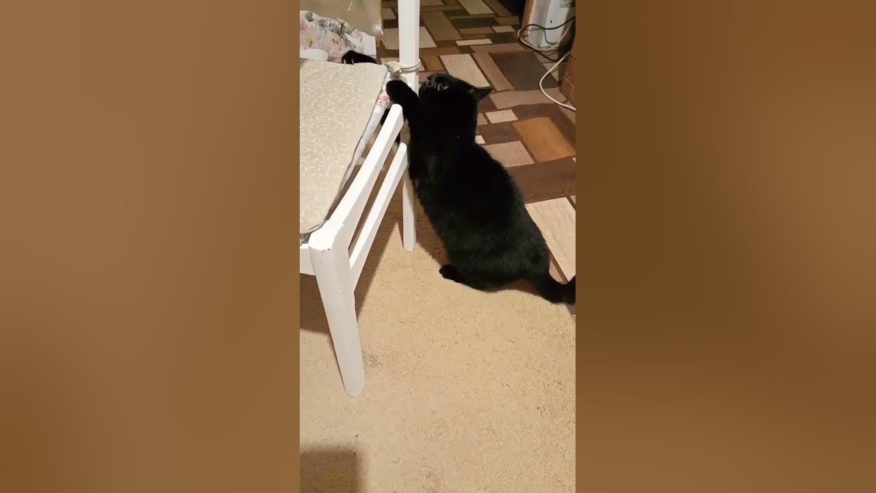 дурилка картонная🤣 - YouTube