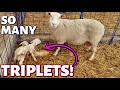 My sheep keep having TRIPLETS!! (DAY 10):  Vlog 272