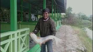 Sensasi mancing ikan patin 9Kg