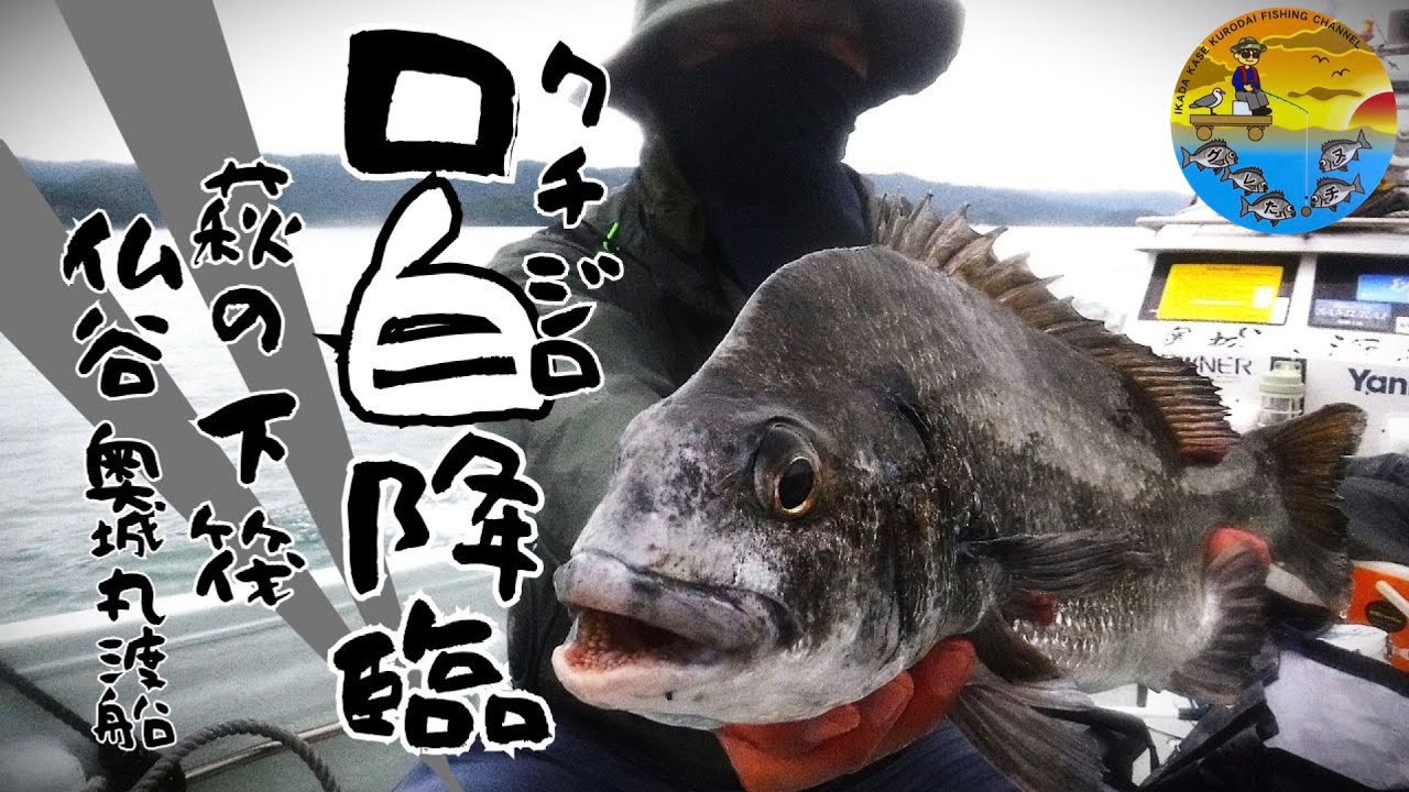 No.071 クチジロ降臨！奇怪な潮と萩の花、チヌ釣りって難しくって楽しい！