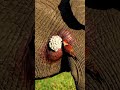 The most disgusting animal video ever! 🤮🤯 #CGI #GrossOut #Shocking #Woodpecker