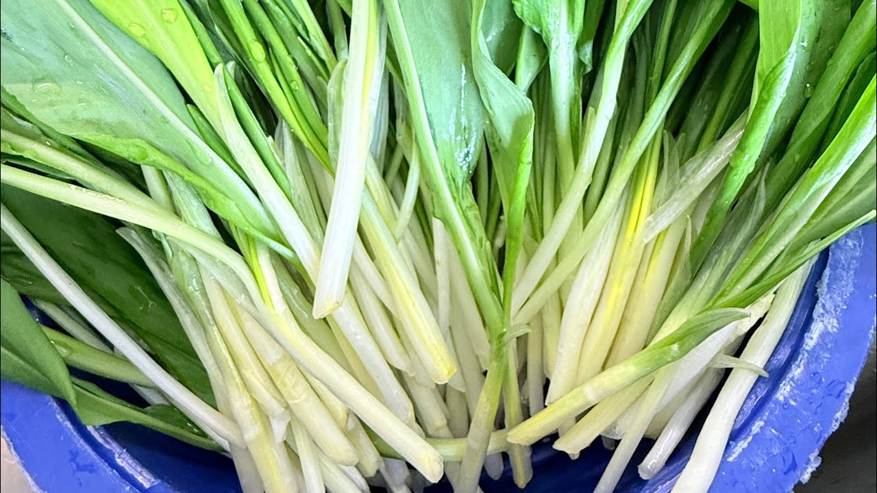 Ep.52 ตื่นเช้าไปเก็บกระเทียมป่า งามๆ 1.03.2026 