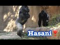 Gorilla 💎 Hasani jr challenges Hasani 💎 drumming battles 💎 Los Angeles Zoo