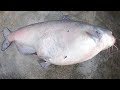 The fattest catfish ever  winter catfishing blues and flatheads