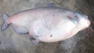 The Fattest Catfish Ever!!!  Winter Catfishing Blues and Flatheads