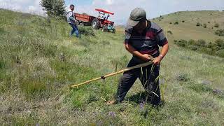 Yonca Biçme Ve Tırpan Bileme Teknikleri