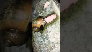 conch lay eggs #shorts