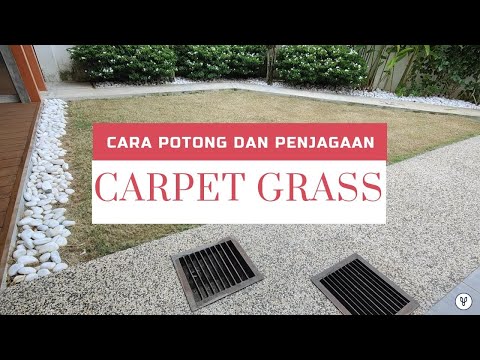 Cara Potong dan Penjagaan Rumput Karpet #landskap #gardening