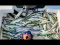 CAUGHT Fish Every Cast...Day in life of a Commercial Fisherman