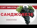 Сорт винограда Санджовезе