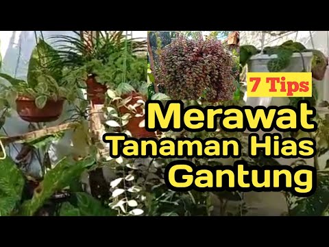 Video: Clerodendrum (62 Foto): Merawat Bunga Di Rumah. Deskripsi 