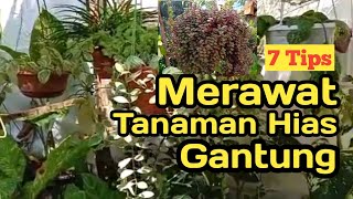 7 Tips Merawat Tanaman Hias Gantung agar Subur dan Elok Dipandang
