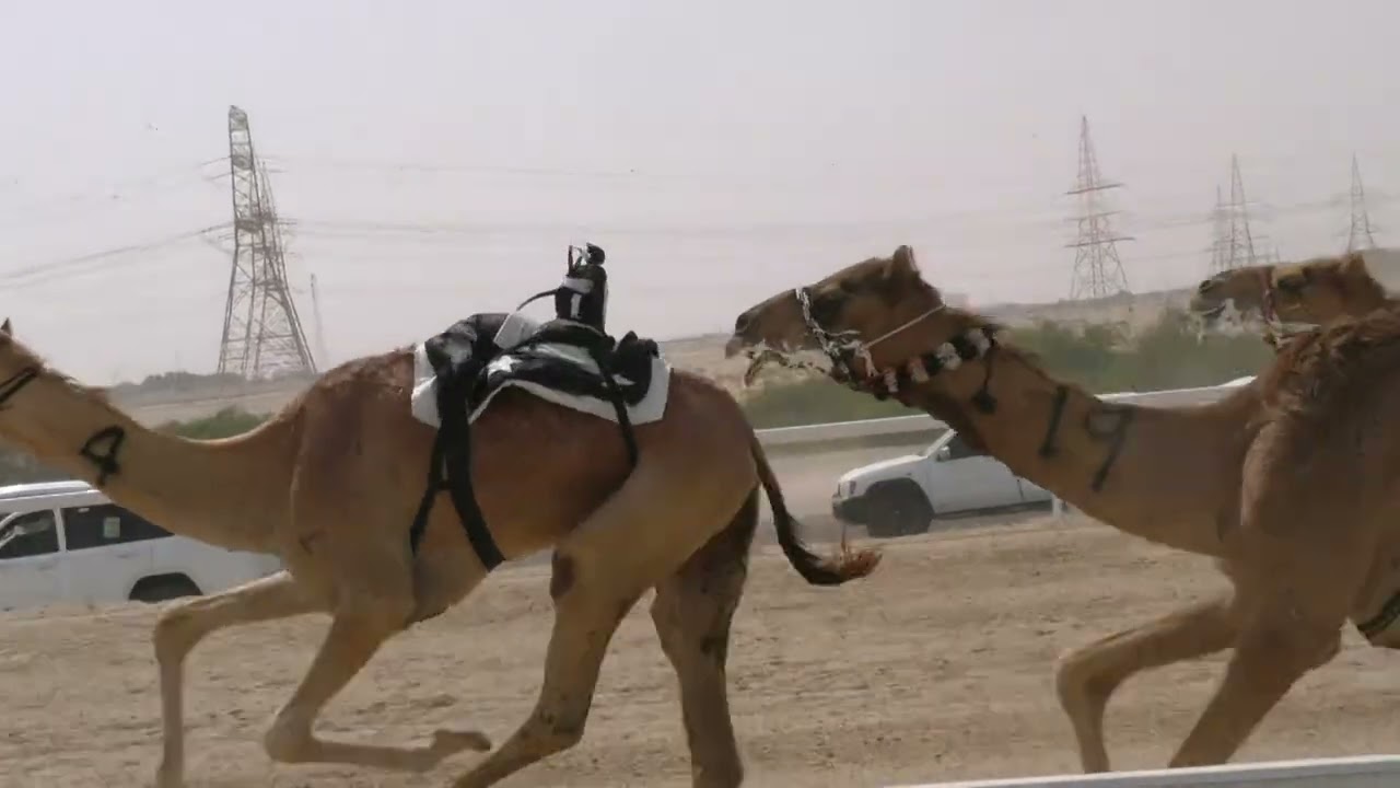 الشوط -1 (مريعه) للسيد:  محمد راشد عبيد المنصوري    توقيت 07:38