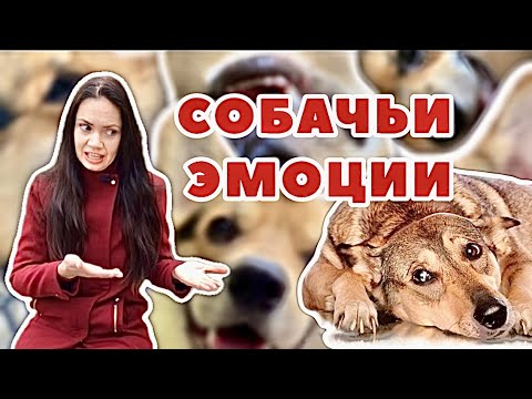 Видео: Пепто Бисмол для собак