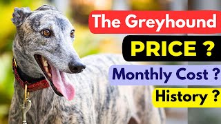Indian Dog Breed Rampur Greyhound | Price ? | Monthly Cost ? | History ? by Vaibhav Dog's World 372 views 3 days ago 2 minutes, 37 seconds