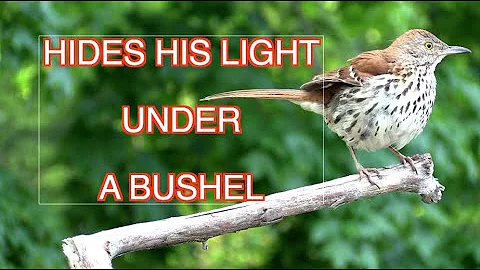 The Brown Thrasher: NARRATED
