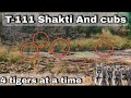 Four tigers at time 😯||Once in a decade||Very rare must watch 😮||Ranthambhore National park 💚
