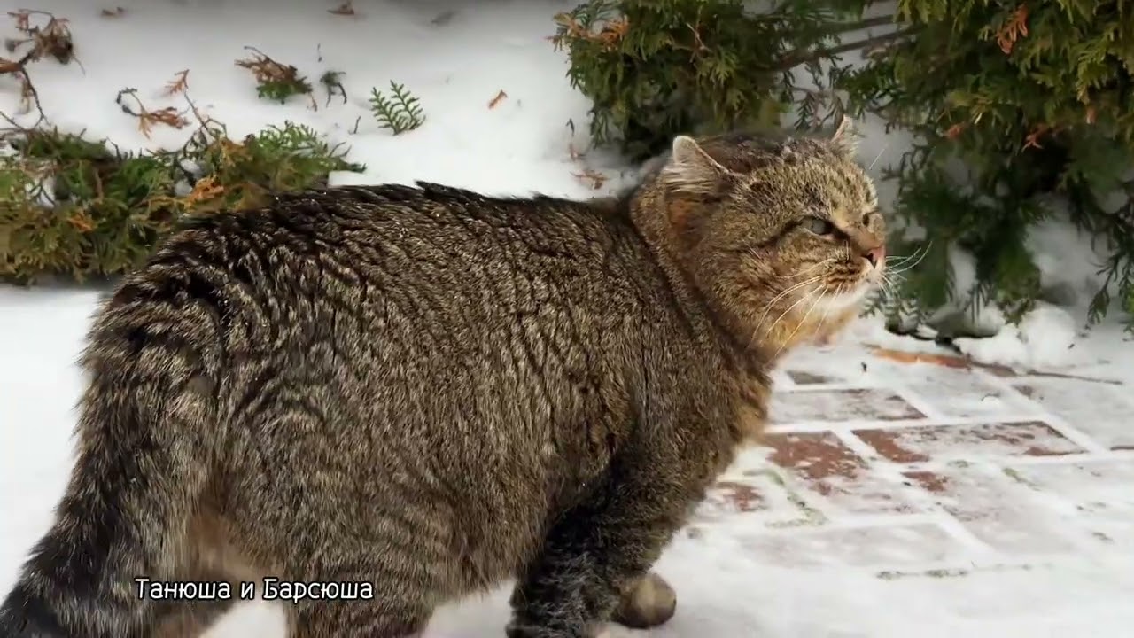 Февральские заботы лесного кота Барсика ✨ February worries of the forest cat Barsik