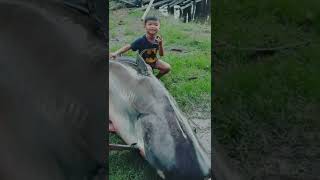 ikan patin terbesar #shorts #ikanpatin screenshot 5