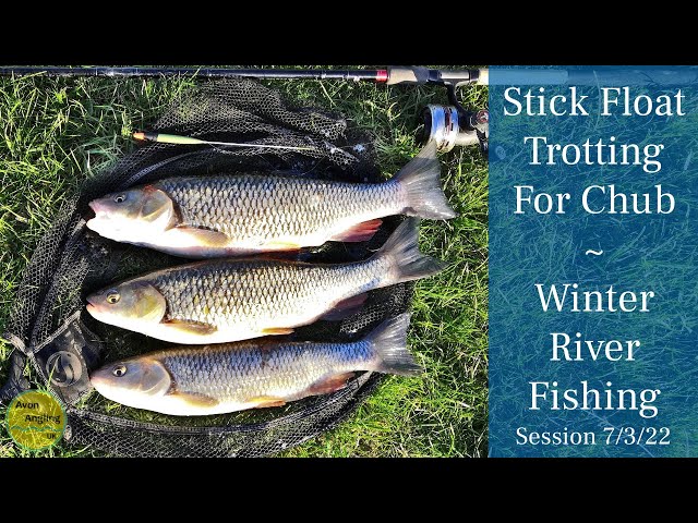 Trotting For Chub On The Stick Float - Winter Small River Fishing - 7/3/22  (Video 308) 