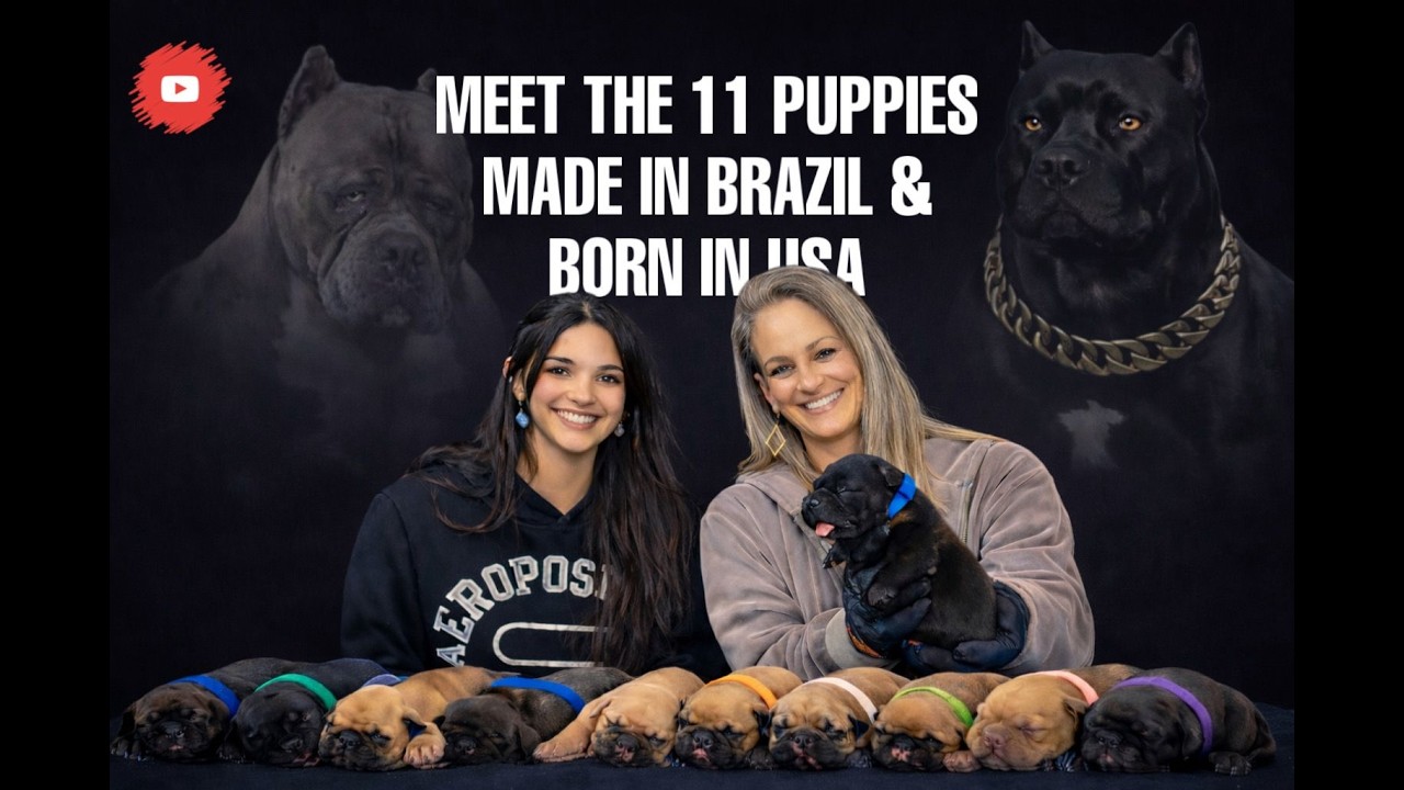 В питомнике Samba Kennels появились щенки новой породы! Познакомьтесь с нашими 11 новыми питомцами!