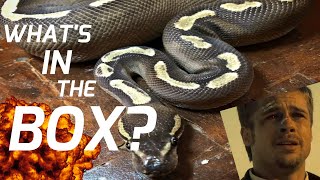 Celebrity The Big Unboxing! Wealth