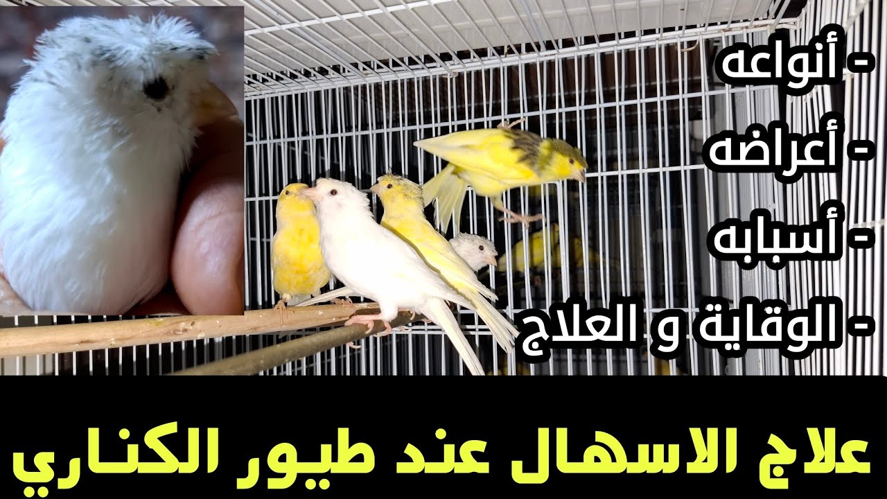 الإسهال عند طيور الكناري: الأسباب، الأعراض، الأنواع، الوقاية والعلاج | نصائح مهمة لتربية الكناري