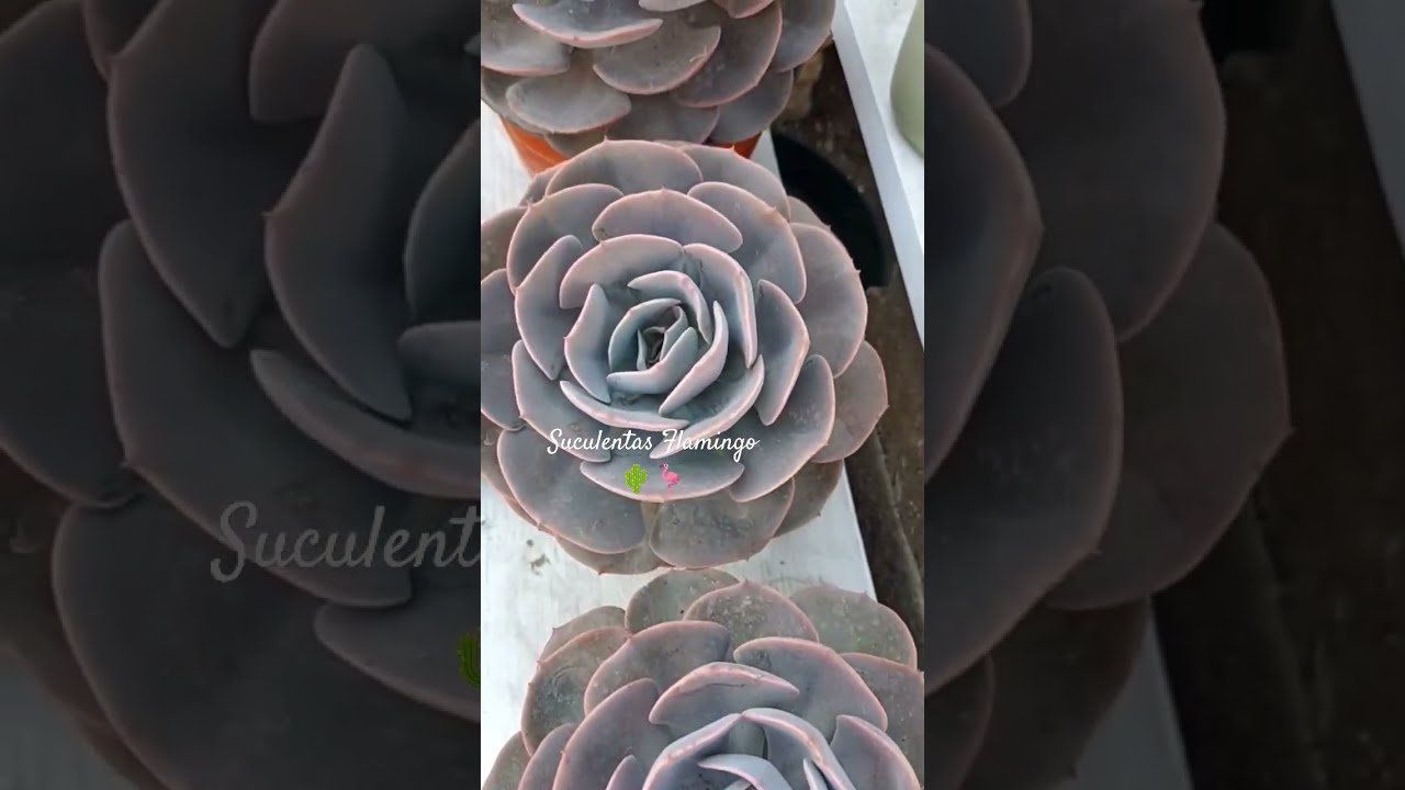 Echeveria Dusty Rose De Mis Favoritas Suculentas Suculentasmexico Echeveriadustyrose