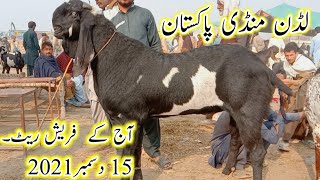 ludan Mandi Pakistan آج کے فریش ریٹ  پیور بیٹل  امرتسری بکریاں اور بکروں کا ریٹ چیک کریں Bakra Mandi