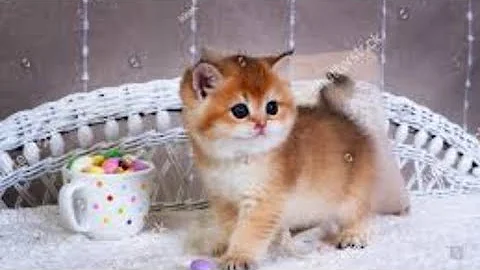 Watch the video about "The Enigmatic Elegance of the British Shorthair Golden/Silver Point Cat | Shaded/Shell Beauty!"