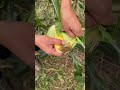 Fresh Corn Harvest - Satisfying Peeling Moment!